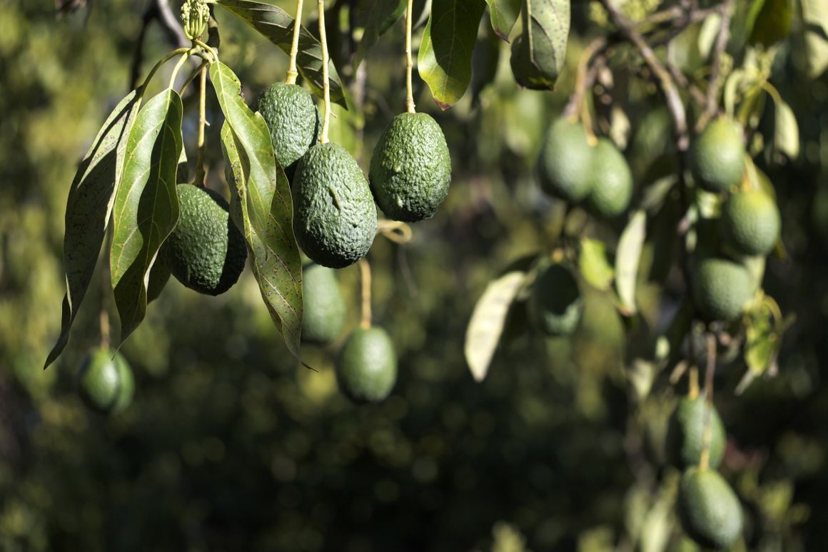 Früchte an Avocadobaum 